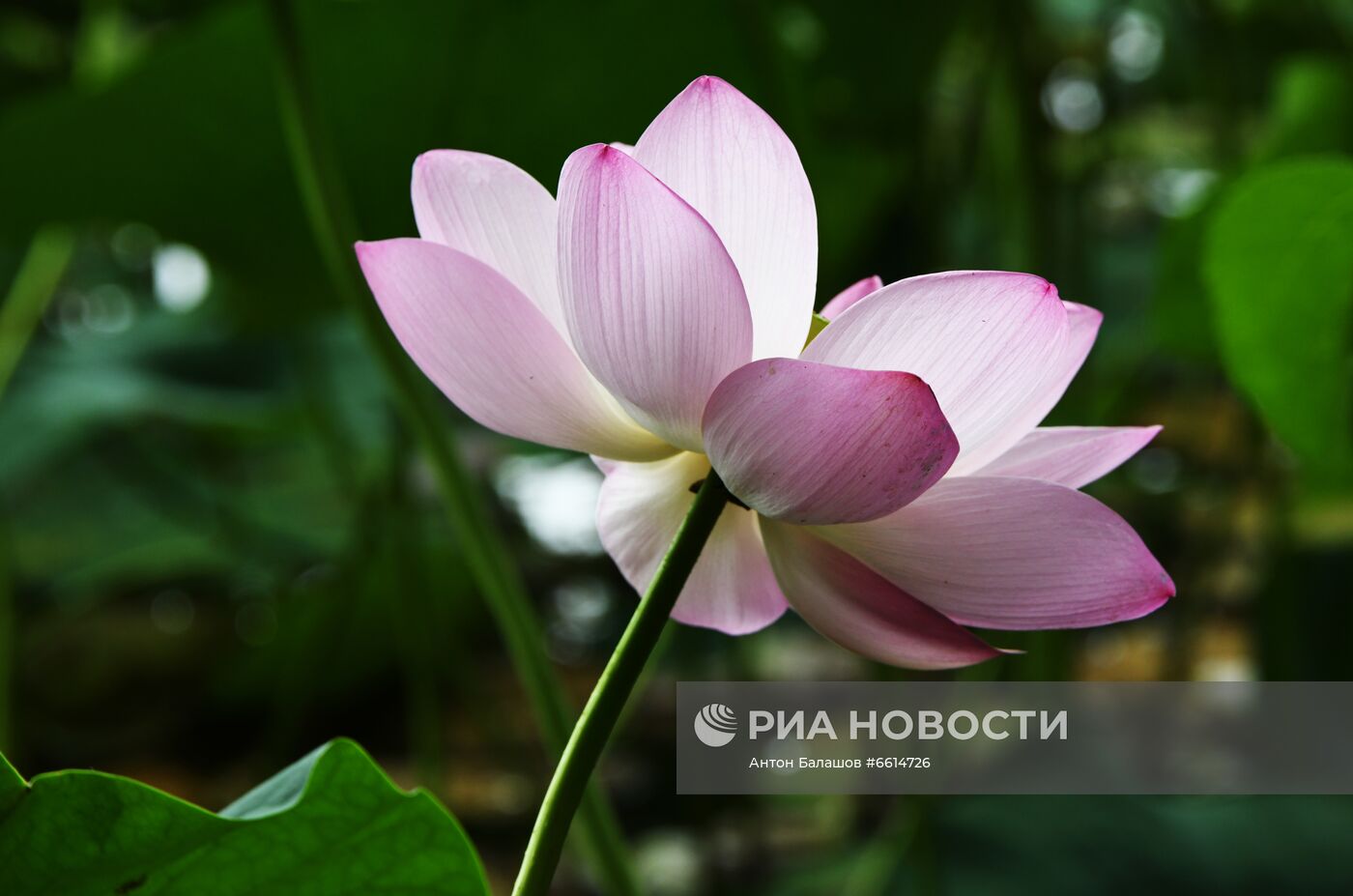 Цветение лотосов в Приморском крае