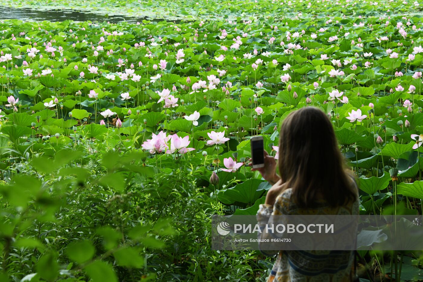 Цветение лотосов в Приморском крае