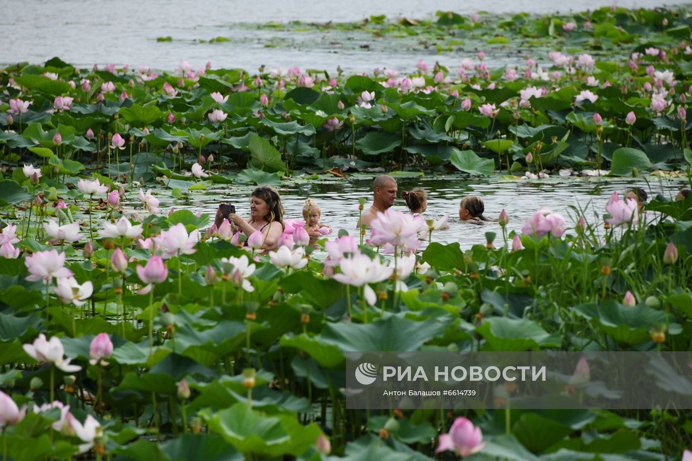 Цветение лотосов в Приморском крае