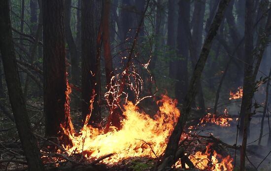 Тушение лесных пожаров в Якутии
