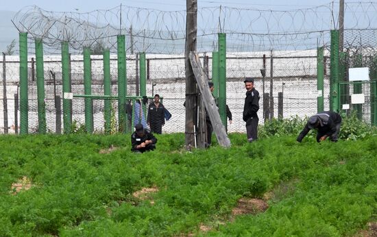 Консервация овощей в колонии в Забайкальском крае