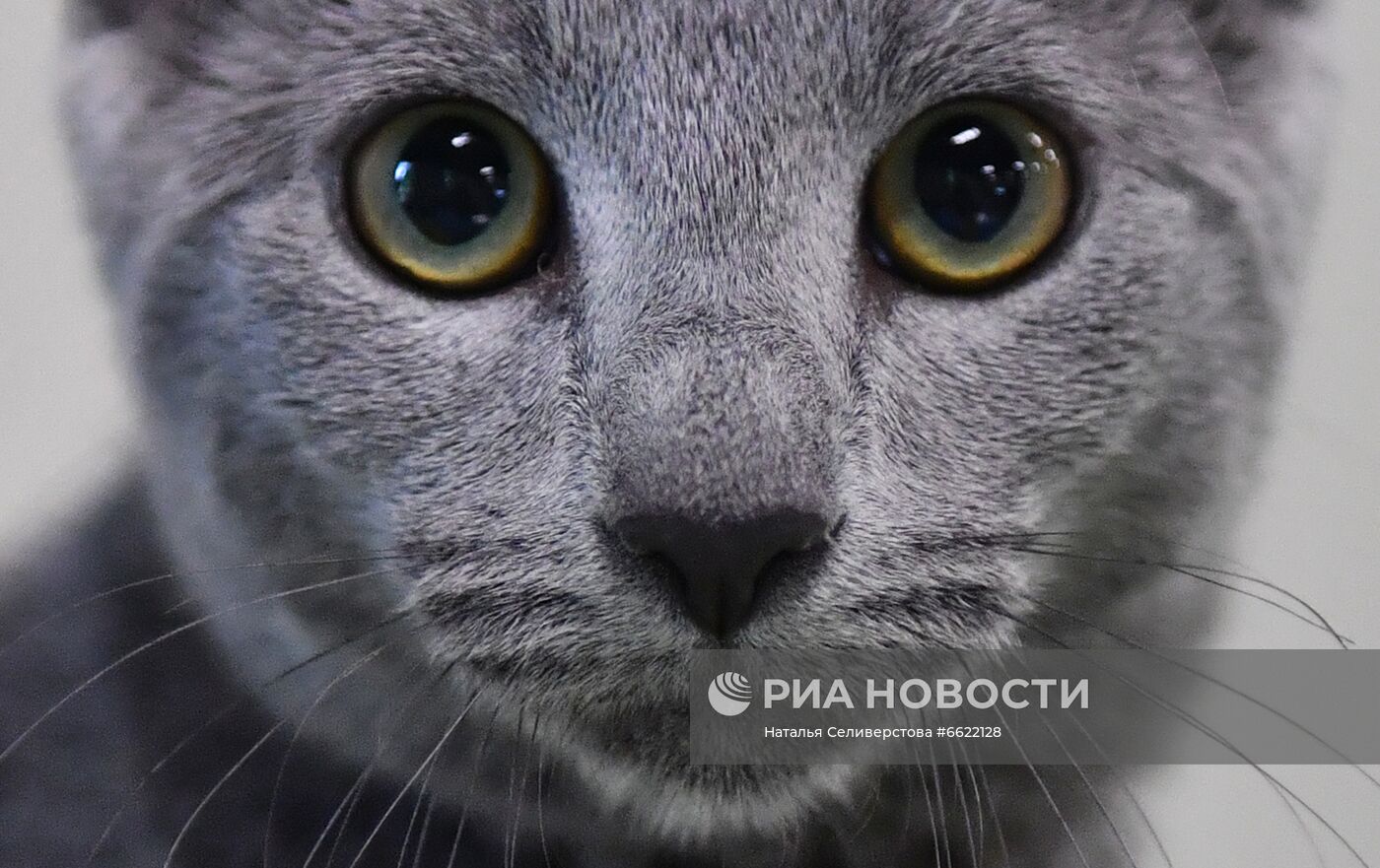 Выставка "КоШарики Шоу" в Москве