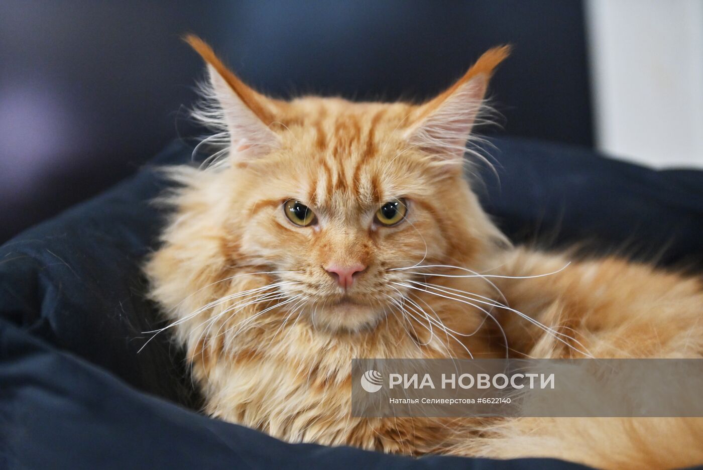 Выставка "КоШарики Шоу" в Москве
