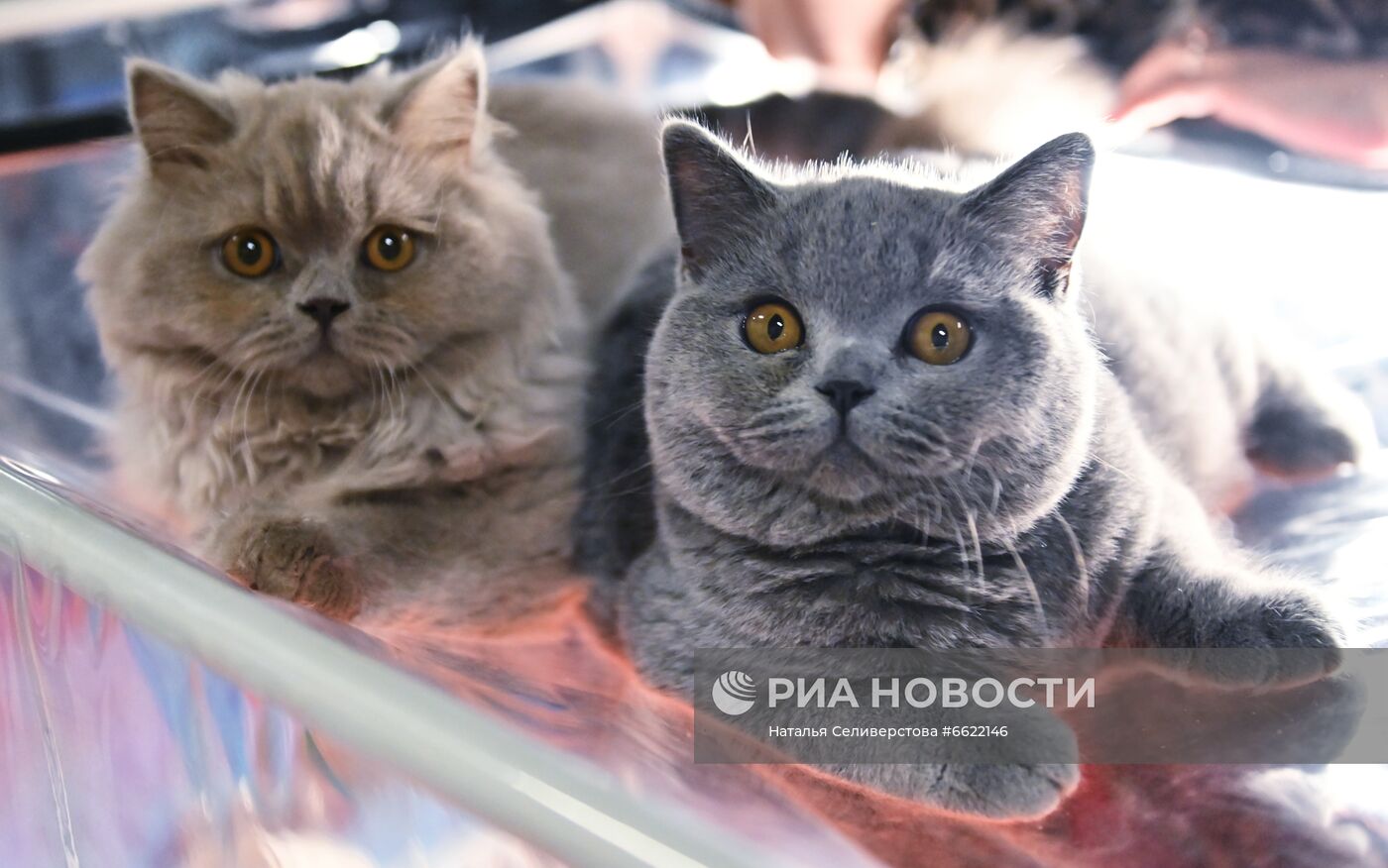 Выставка "КоШарики Шоу" в Москве