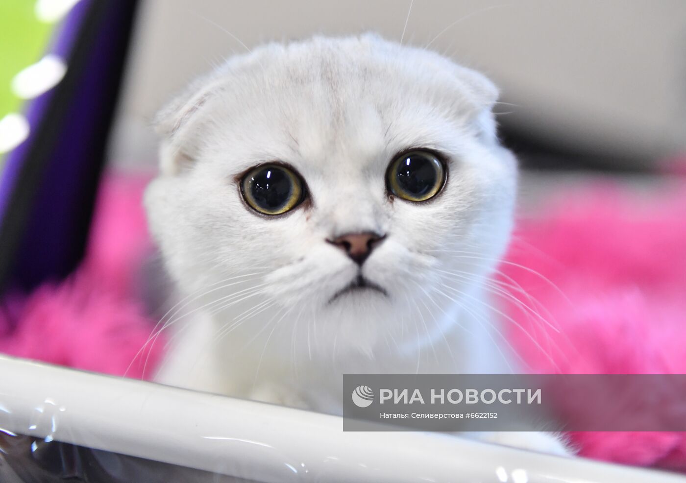 Выставка "КоШарики Шоу" в Москве