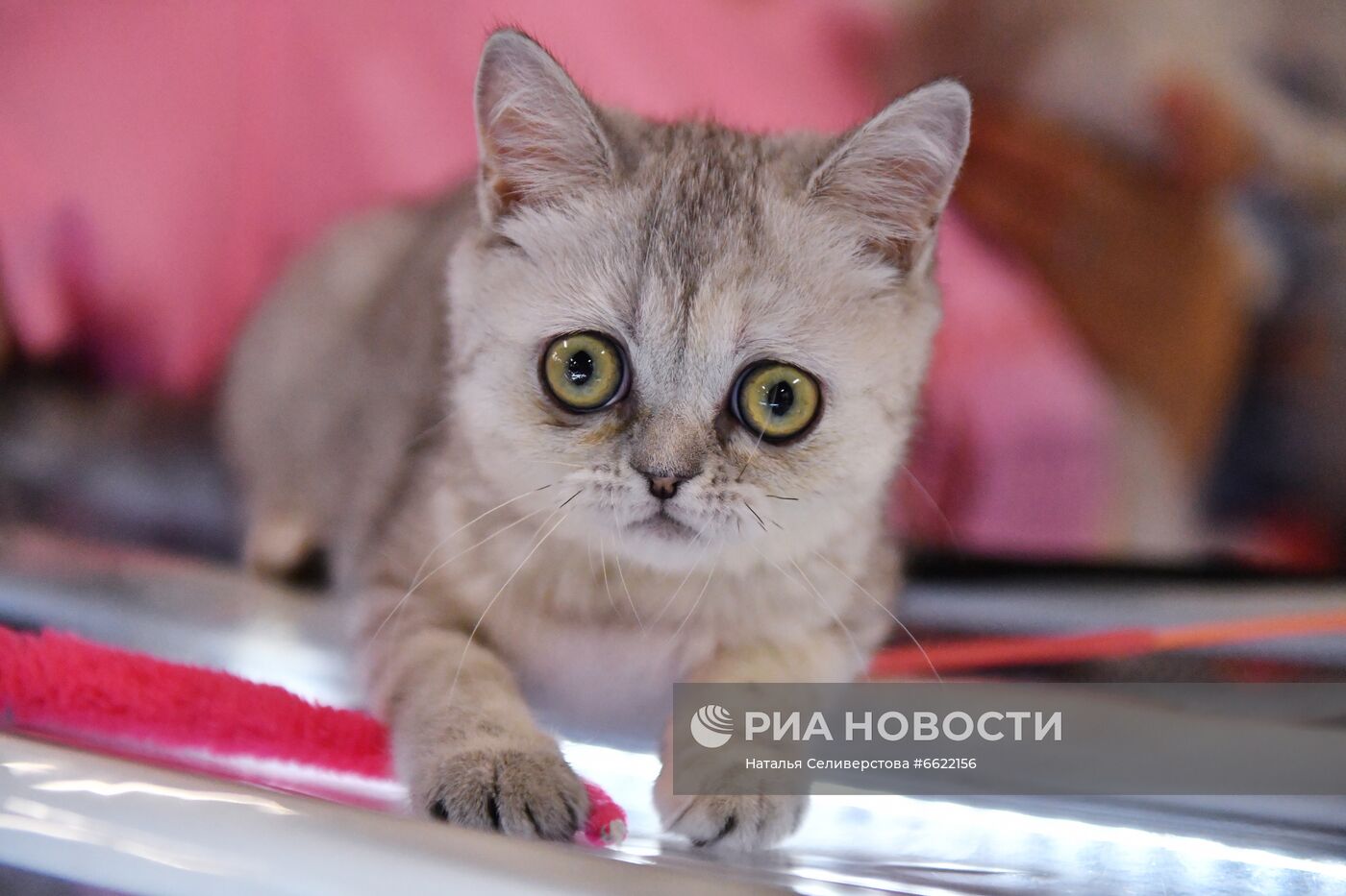 Выставка "КоШарики Шоу" в Москве