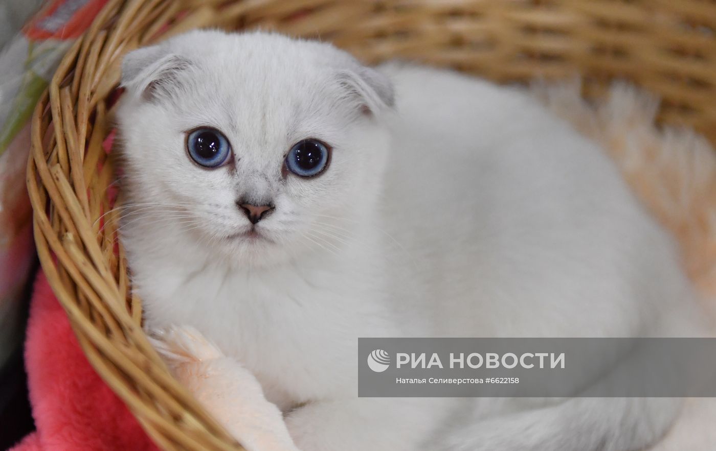 Выставка "КоШарики Шоу" в Москве
