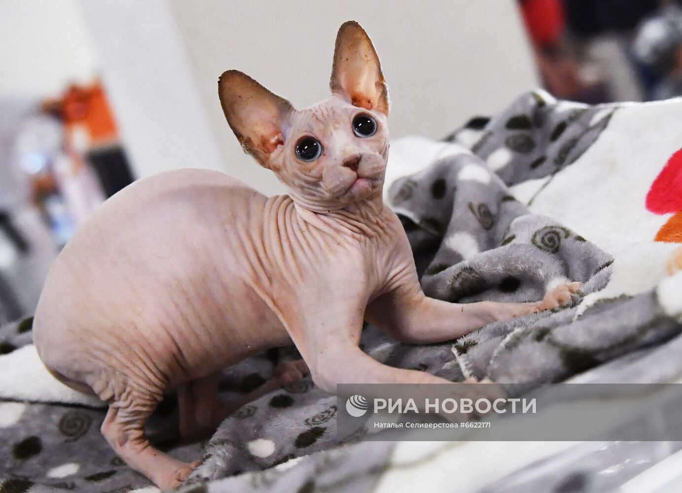 Выставка "КоШарики Шоу" в Москве