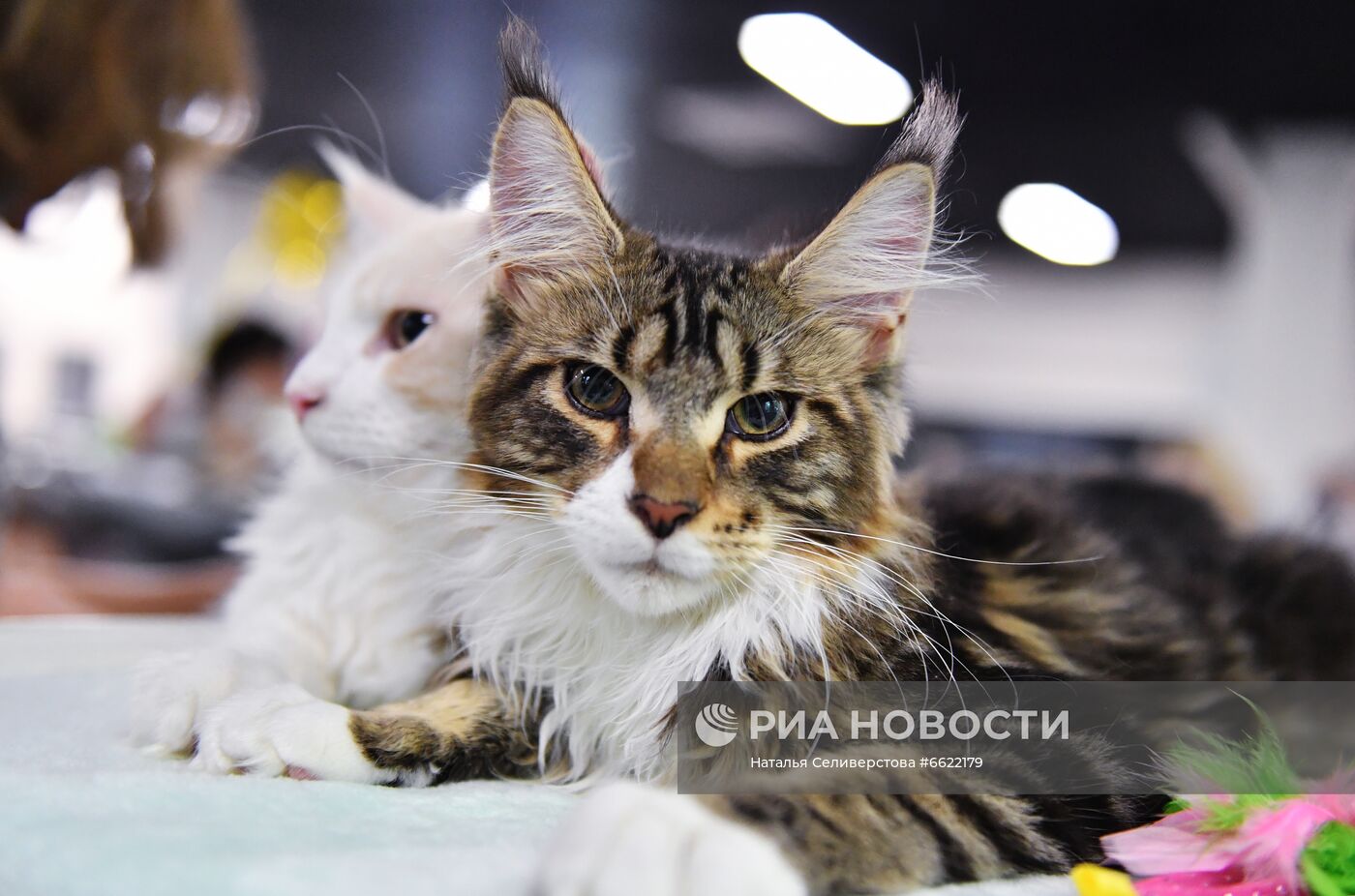 Выставка "КоШарики Шоу" в Москве