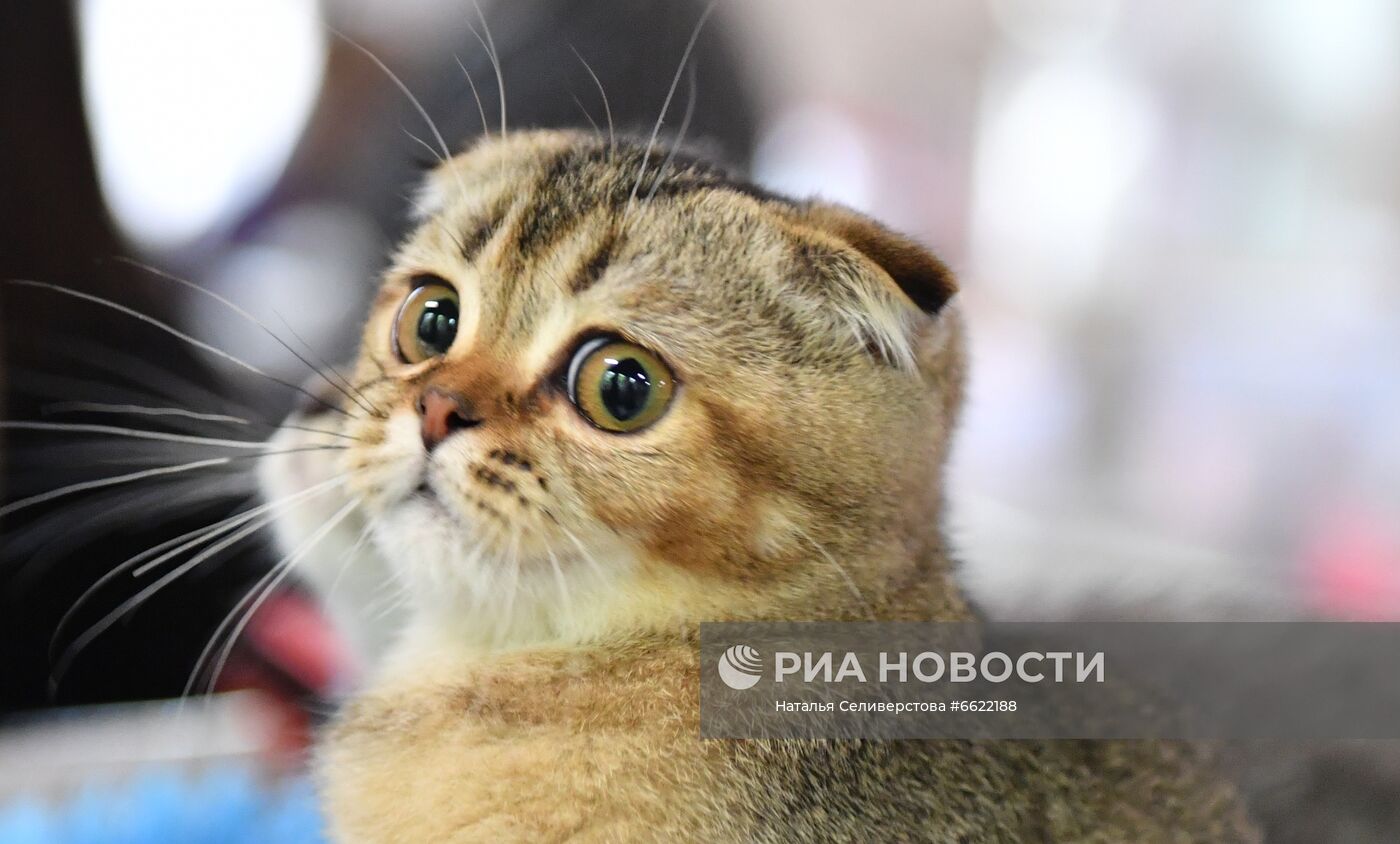 Выставка "КоШарики Шоу" в Москве