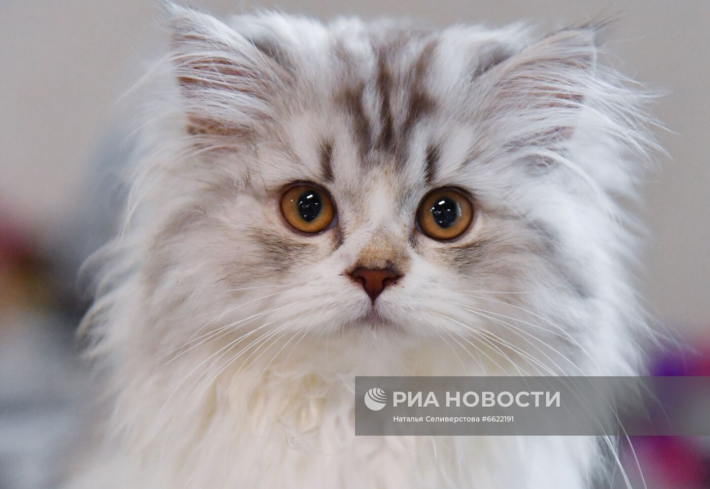 Выставка "КоШарики Шоу" в Москве
