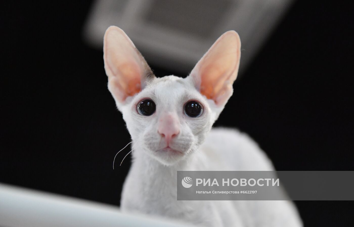 Выставка "КоШарики Шоу" в Москве