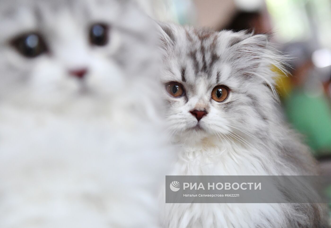 Выставка "КоШарики Шоу" в Москве