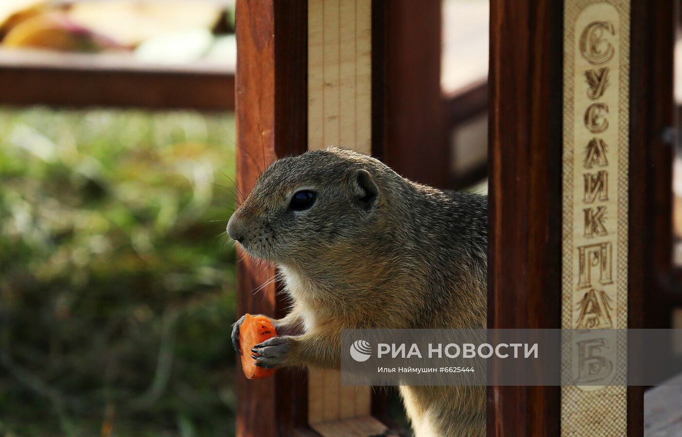 Суслики на острове Татышев в Красноярске