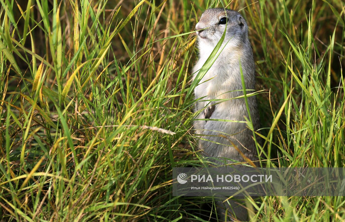 Суслики на острове Татышев в Красноярске