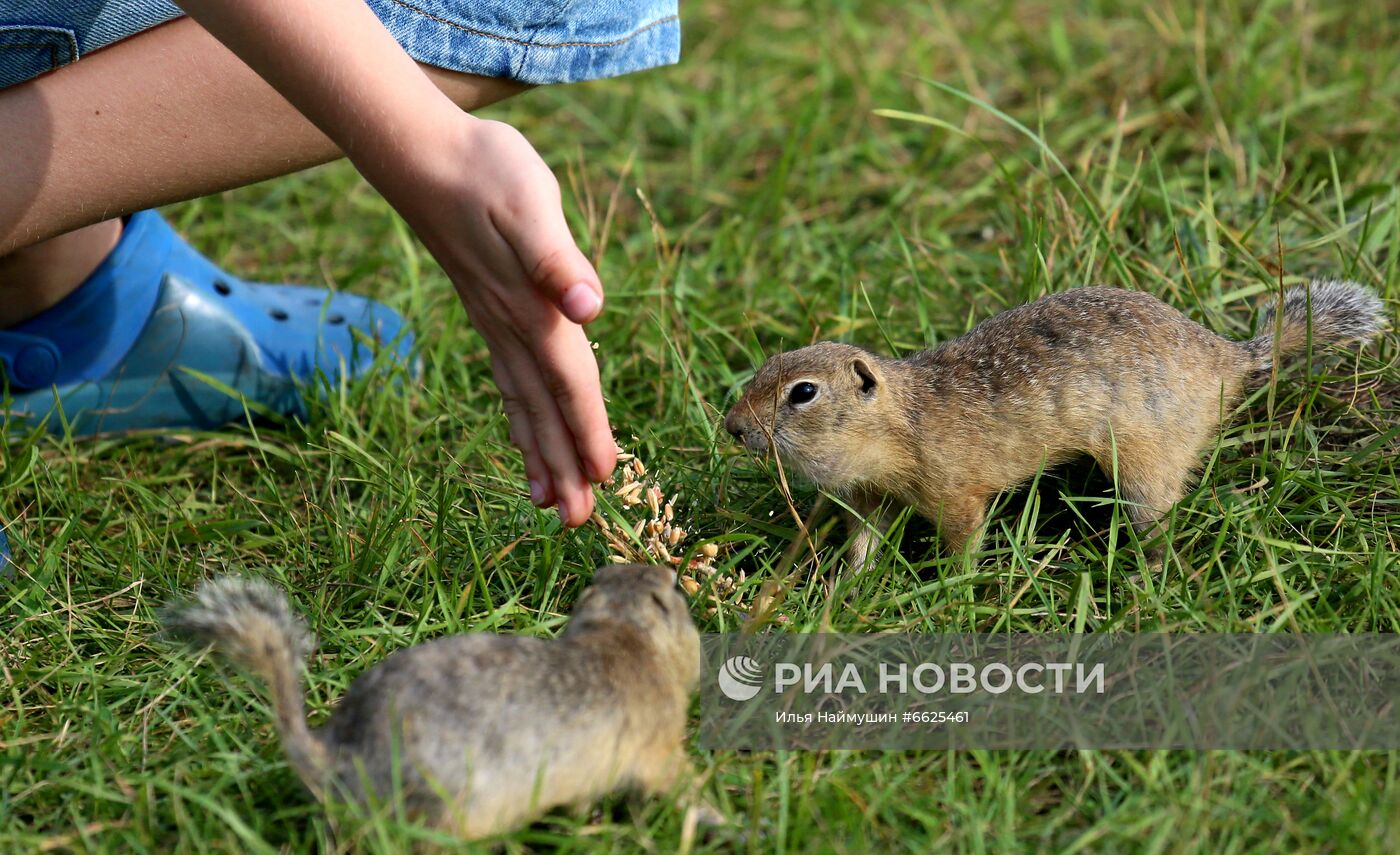 Суслики на острове Татышев в Красноярске