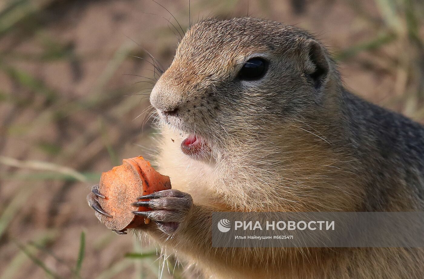 Суслики на острове Татышев в Красноярске