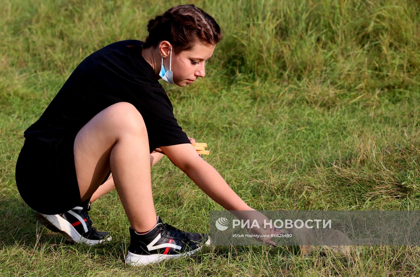 Суслики на острове Татышев в Красноярске