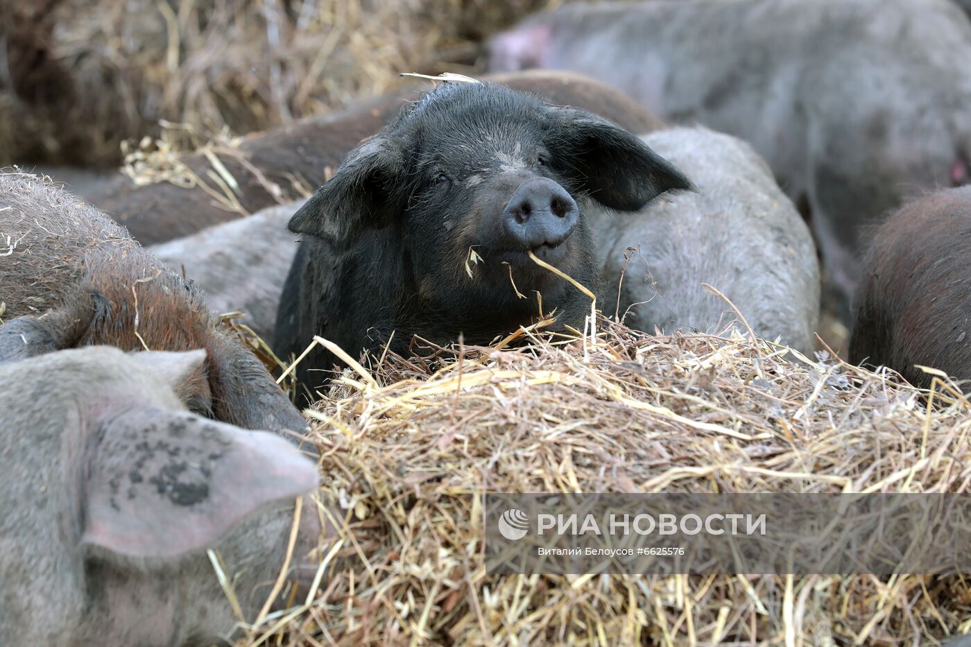 Фермерское хозяйство Лукино в Тульской области