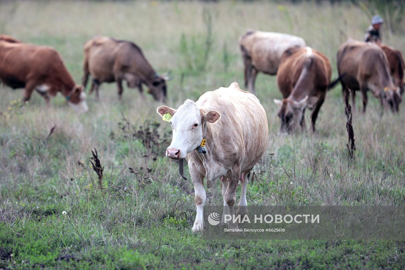 Фермерское хозяйство Лукино в Тульской области