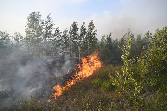 Лесные пожары в Республике Марий Эл