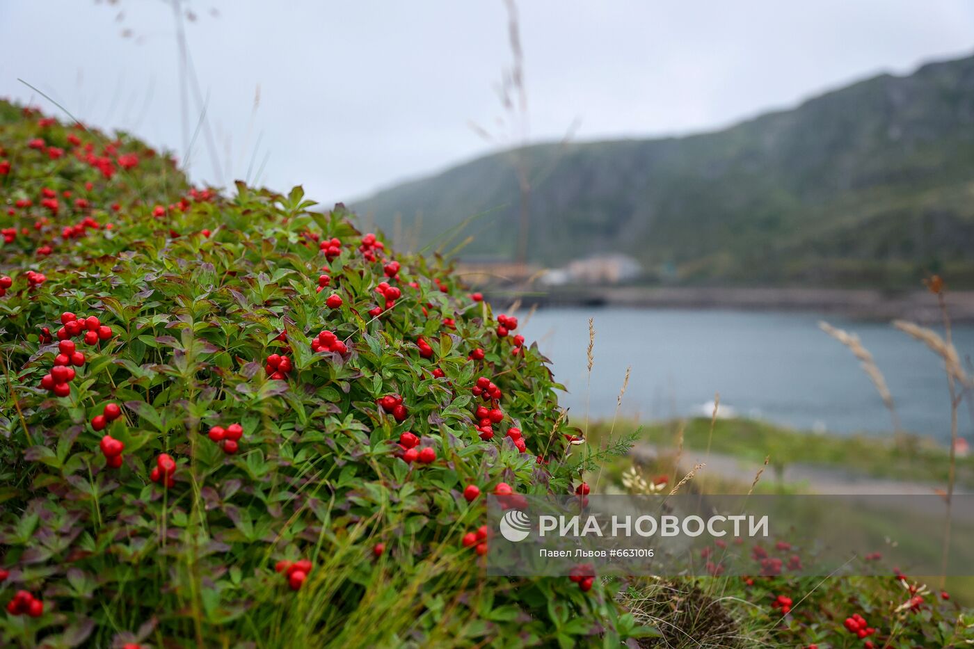 Арктический музыкальный фестиваль в Териберке