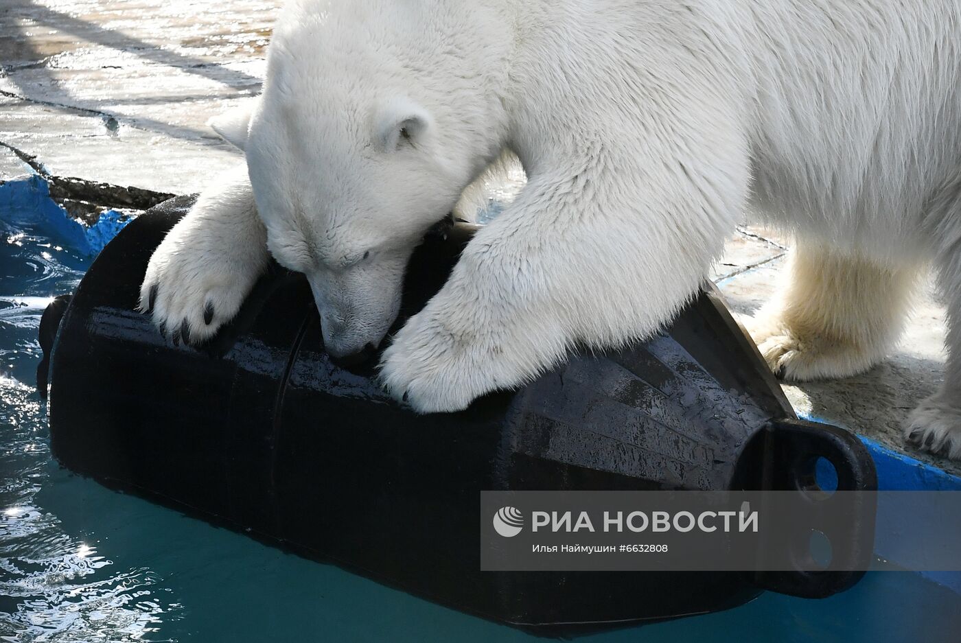 Белая медведица в красноярском зоопарке