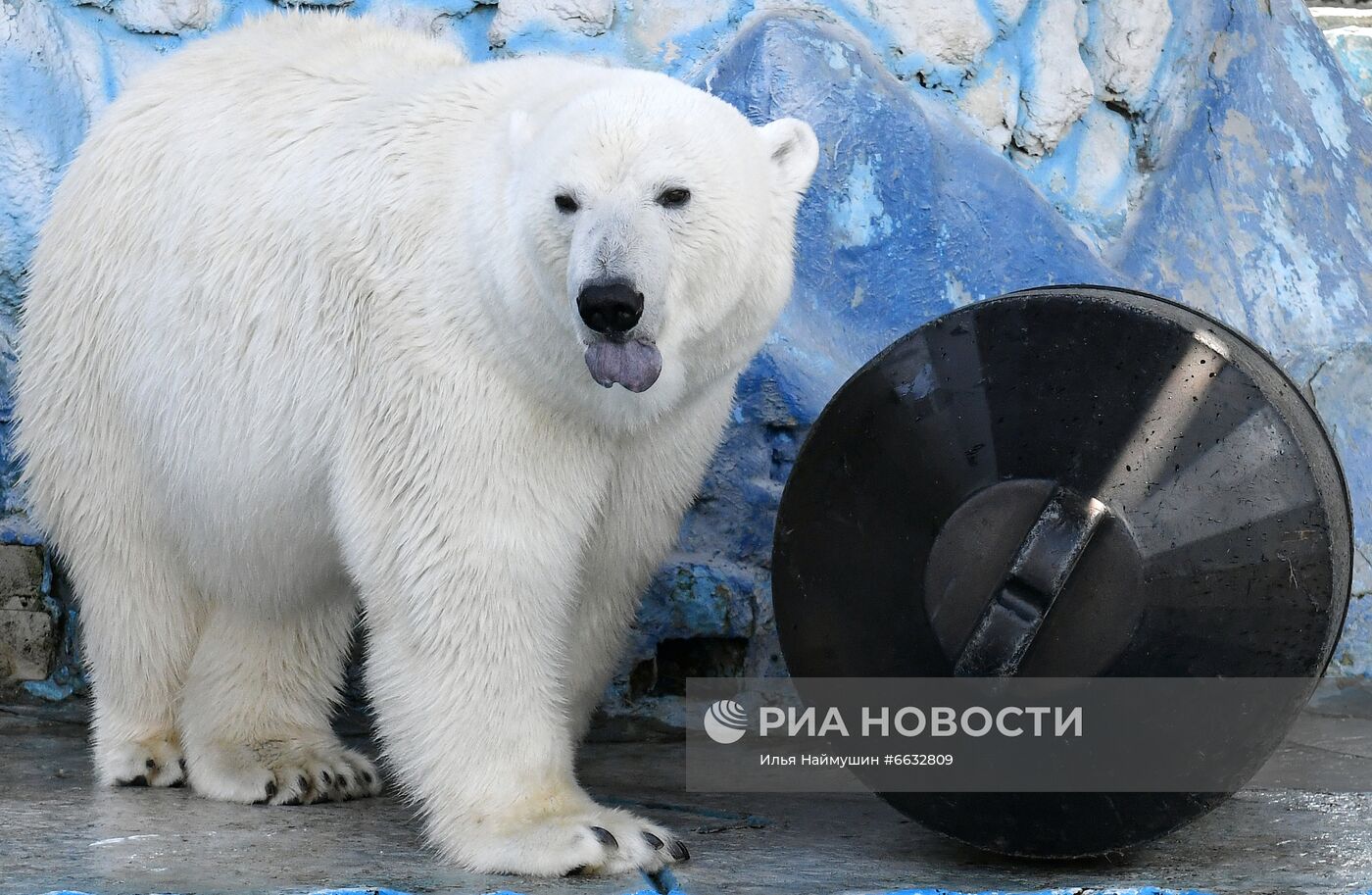 Белая медведица в красноярском зоопарке