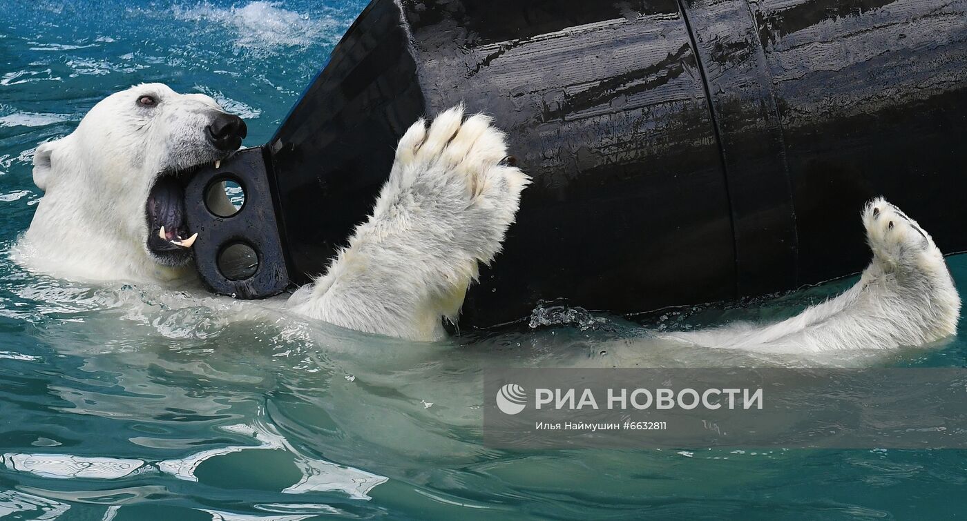 Белая медведица в красноярском зоопарке