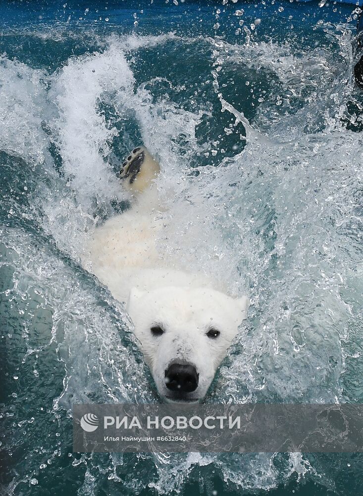 Белая медведица в красноярском зоопарке