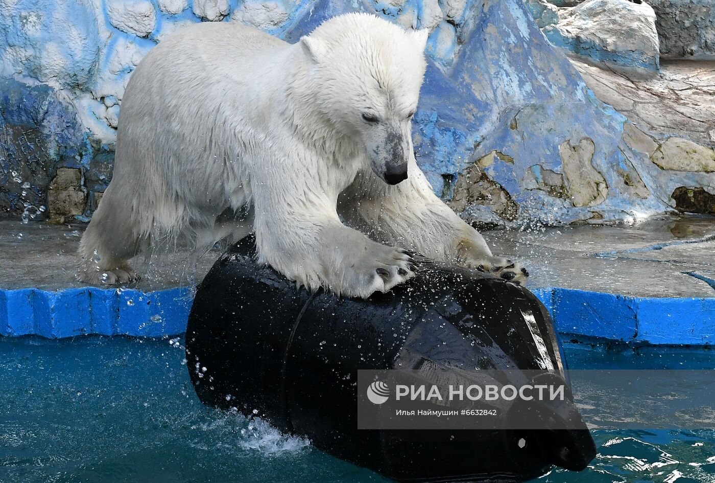 Белая медведица в красноярском зоопарке