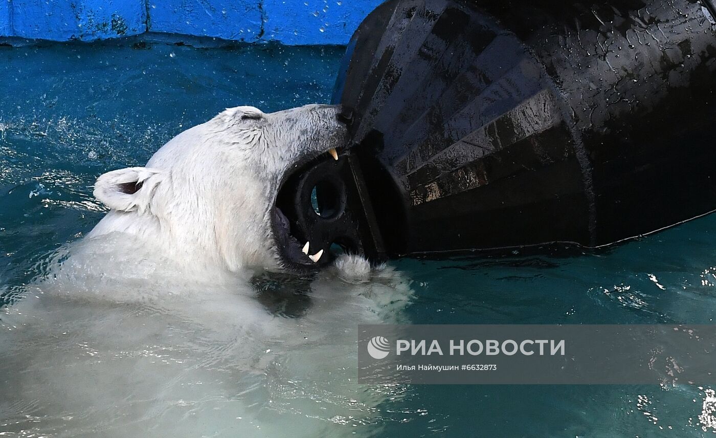 Белая медведица в красноярском зоопарке