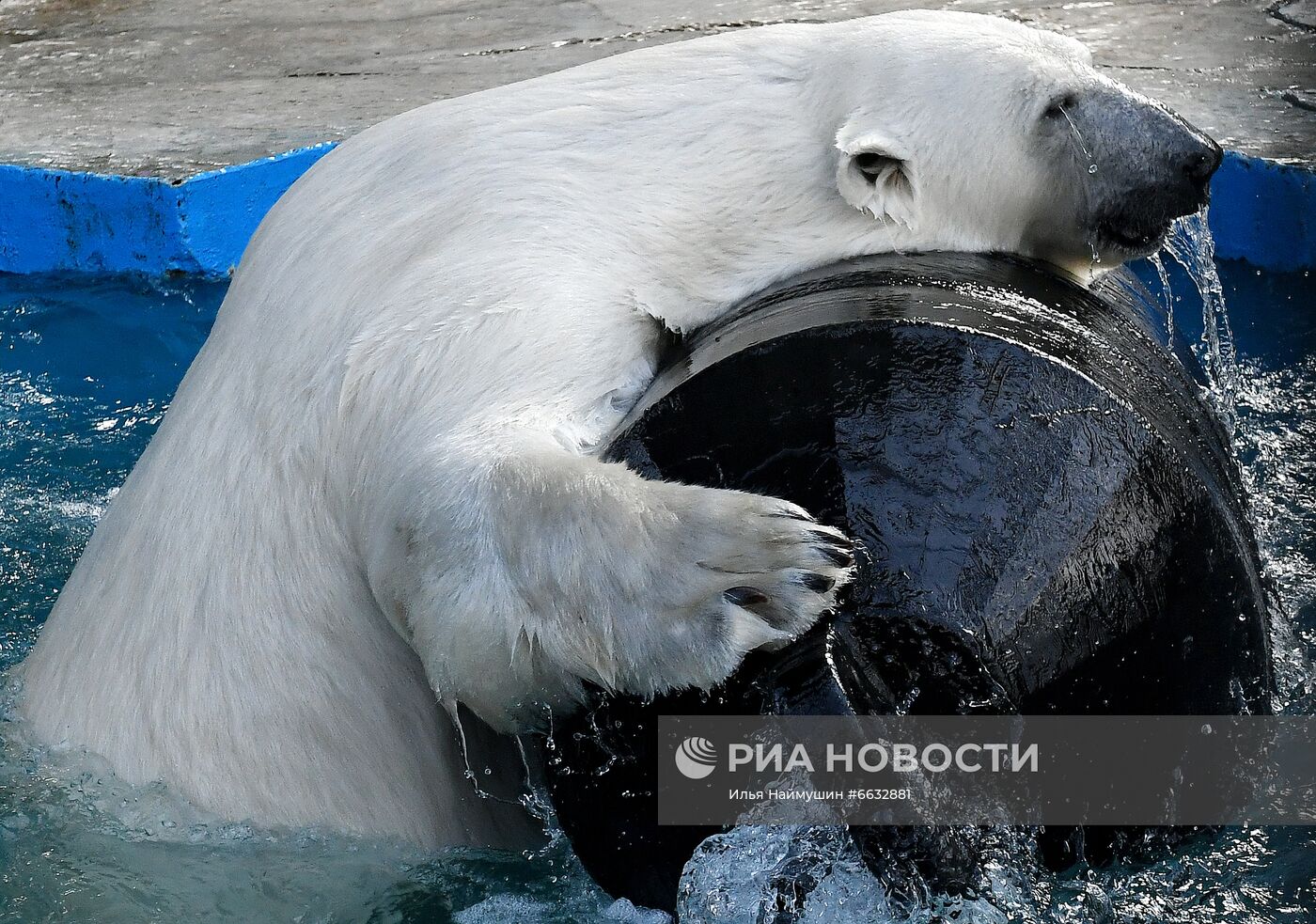 Белая медведица в красноярском зоопарке