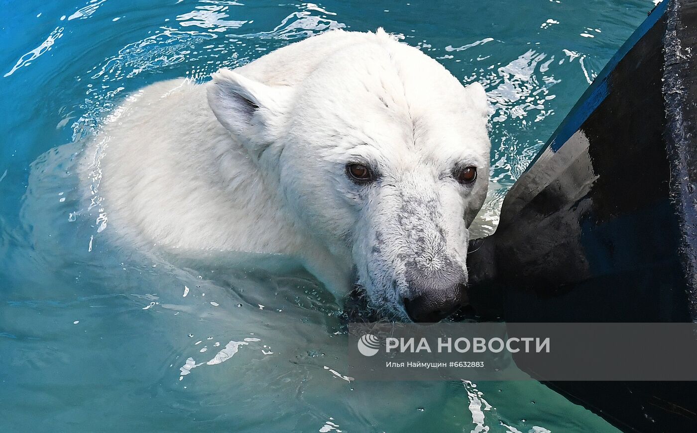 Белая медведица в красноярском зоопарке