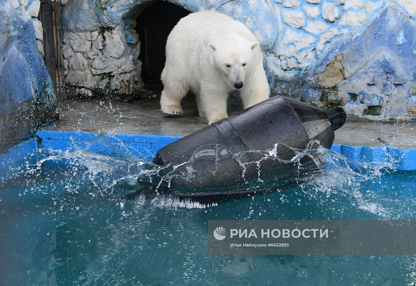 Белая медведица в красноярском зоопарке