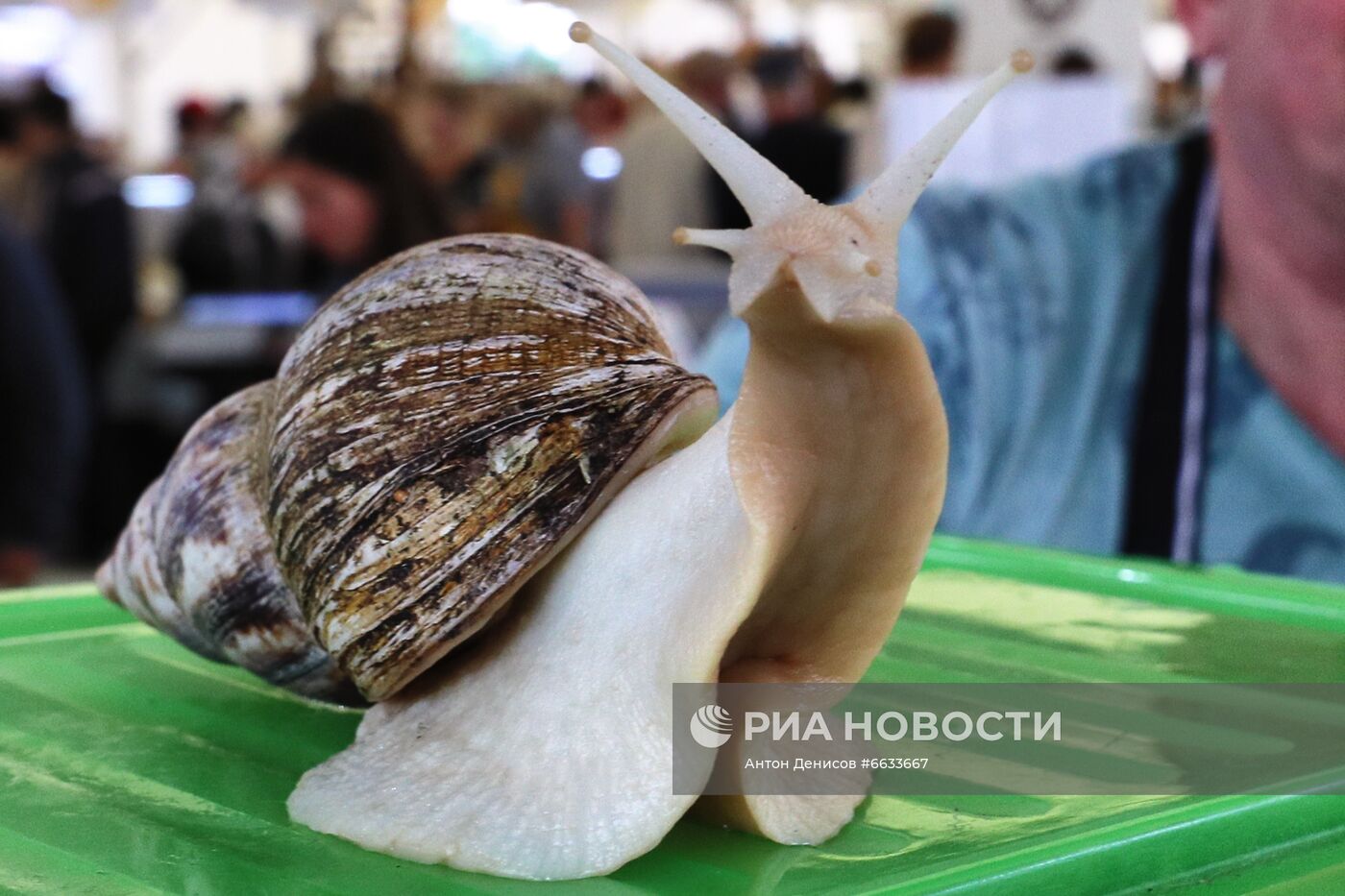 Гастрономический фестиваль "Сыр! Пир! Мир!"