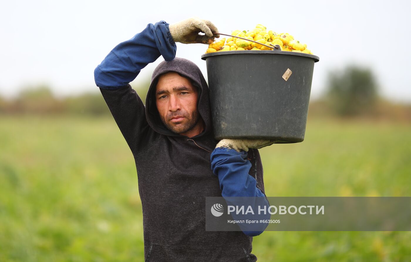 Сбор урожая овощей в Волгоградской области