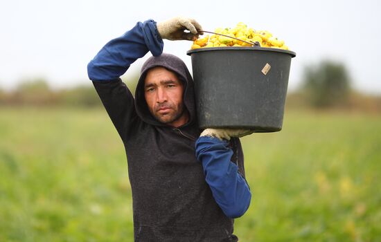 Сбор урожая овощей в Волгоградской области