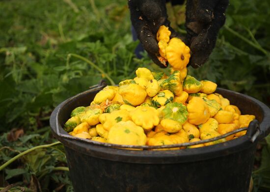 Сбор урожая овощей в Волгоградской области