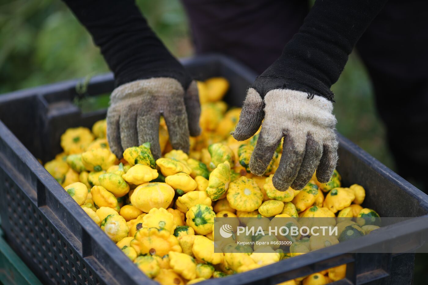 Сбор урожая овощей в Волгоградской области