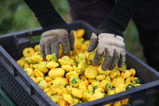 Сбор урожая овощей в Волгоградской области