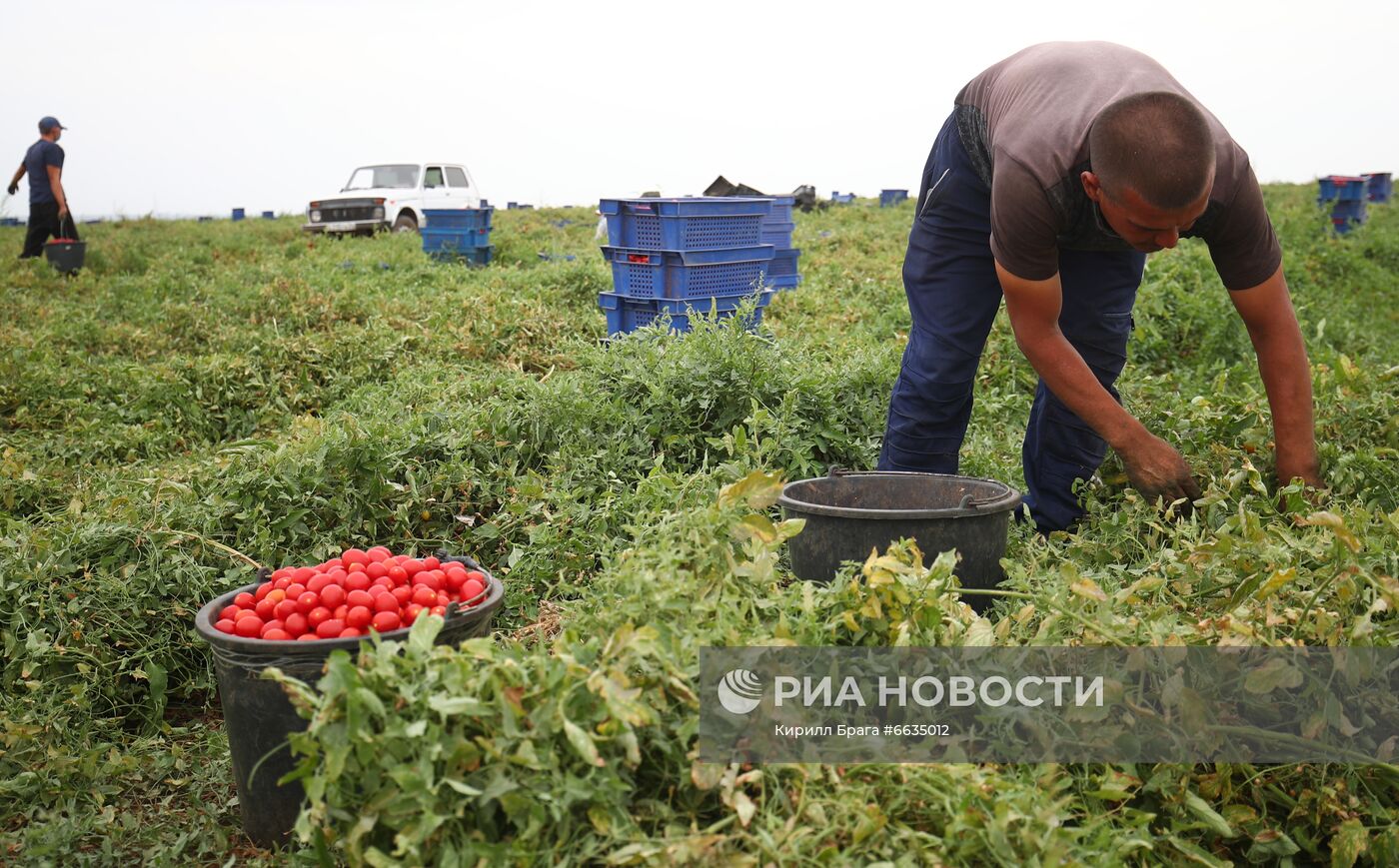 Сбор урожая овощей в Волгоградской области