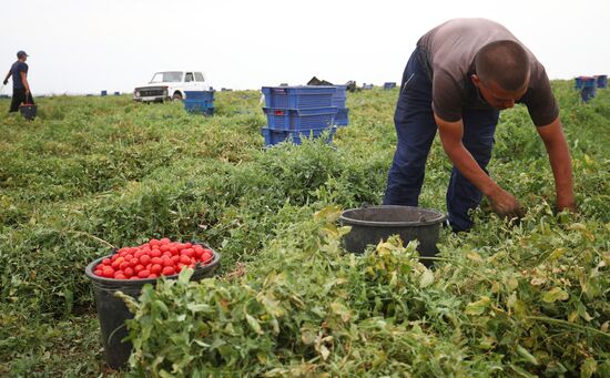 Сбор урожая овощей в Волгоградской области