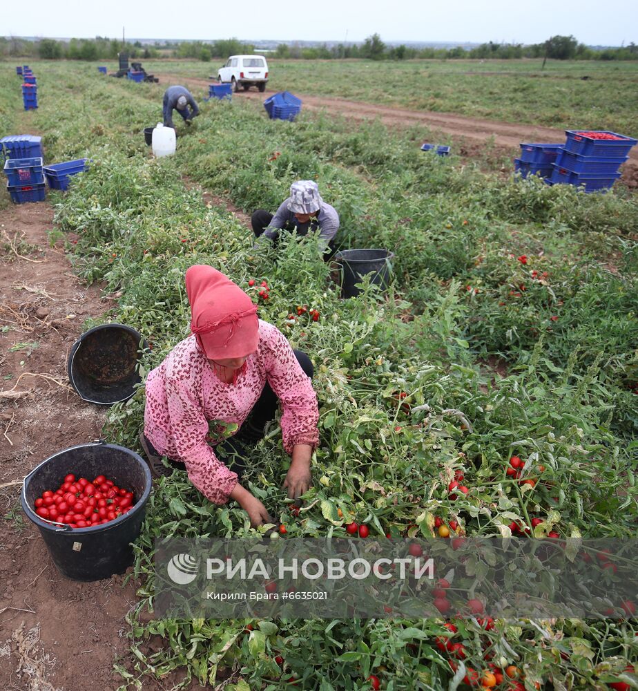 Сбор урожая овощей в Волгоградской области