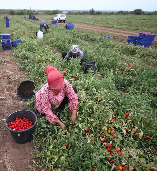 Сбор урожая овощей в Волгоградской области