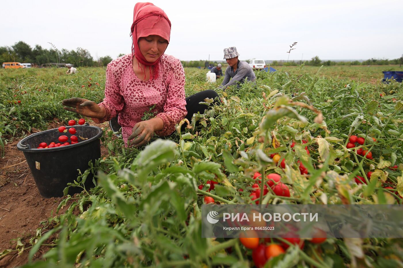 Сбор урожая овощей в Волгоградской области