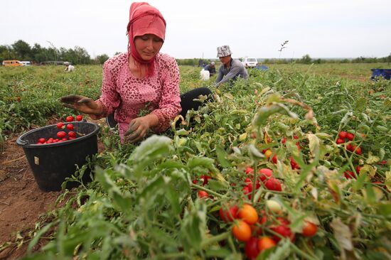 Сбор урожая овощей в Волгоградской области