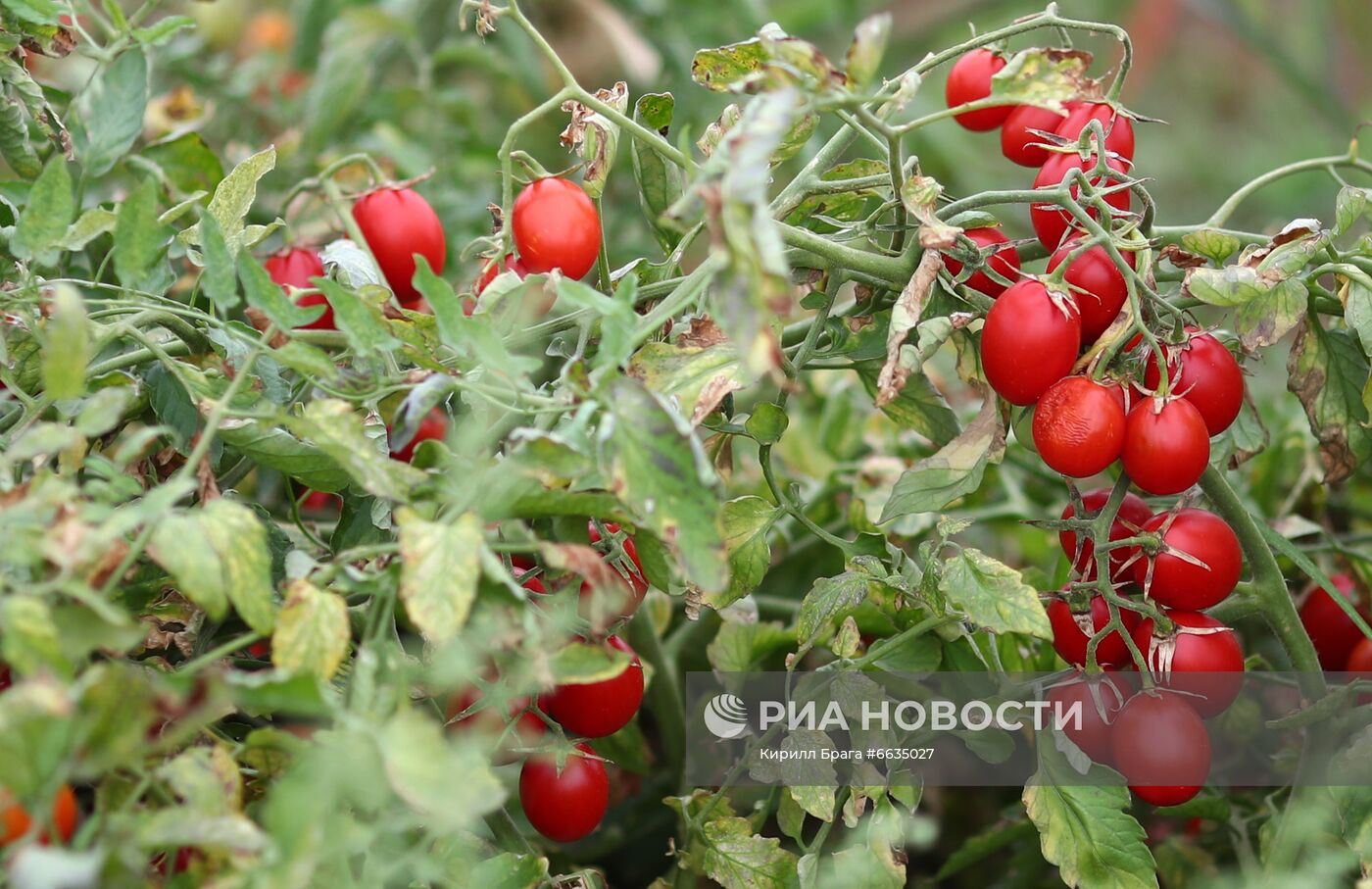 Сбор урожая овощей в Волгоградской области