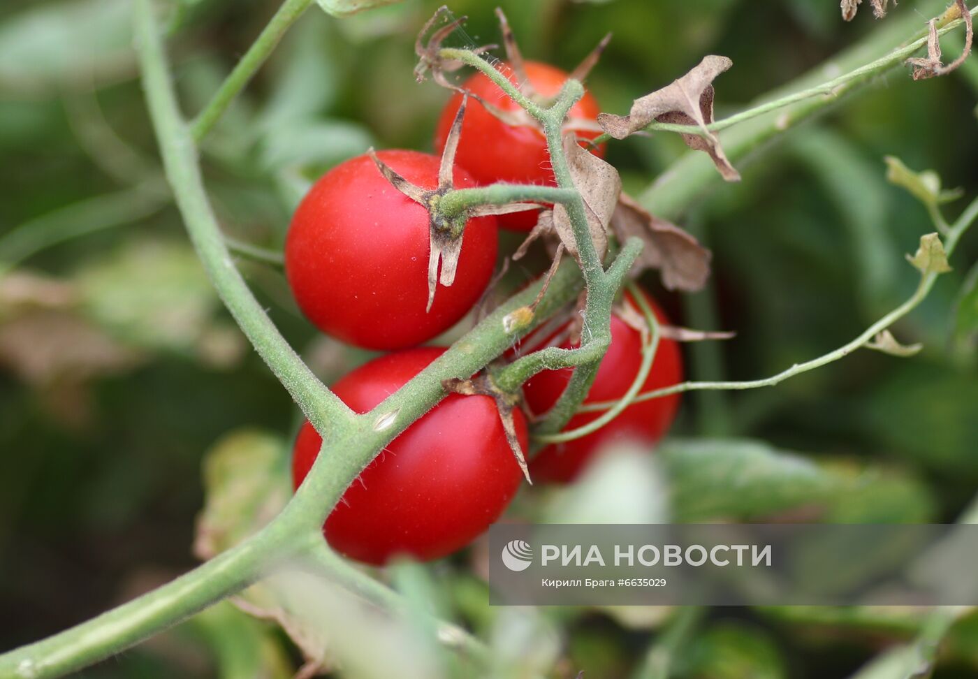 Сбор урожая овощей в Волгоградской области