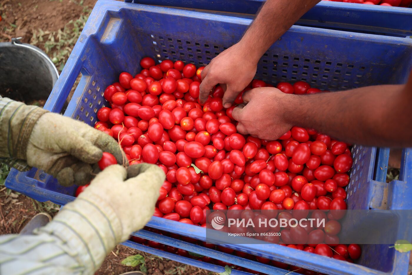 Сбор урожая овощей в Волгоградской области